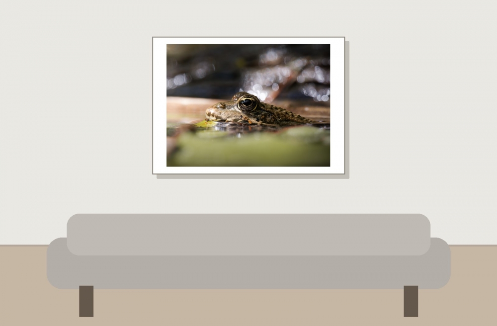 Water Frog in Etival — 70 × 50 cm