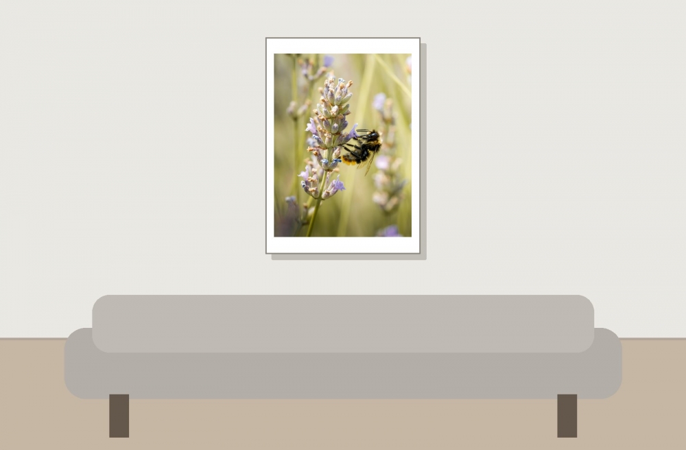 Bombus Lapidarius — Venoy — 50 × 70 cm