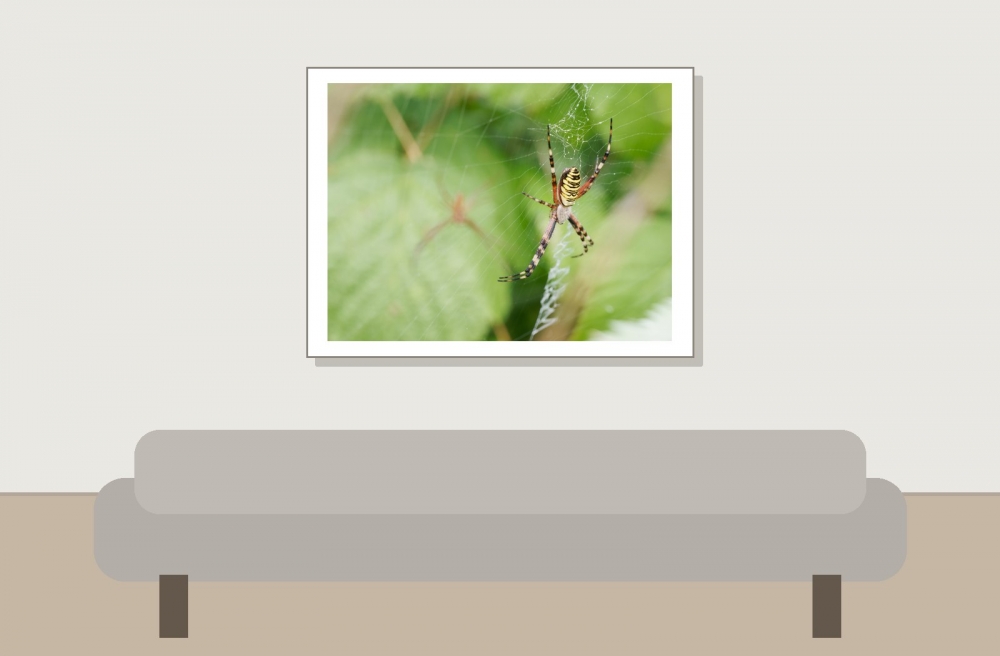 Wasp Spider in 20250722 — 40 × 30 cm