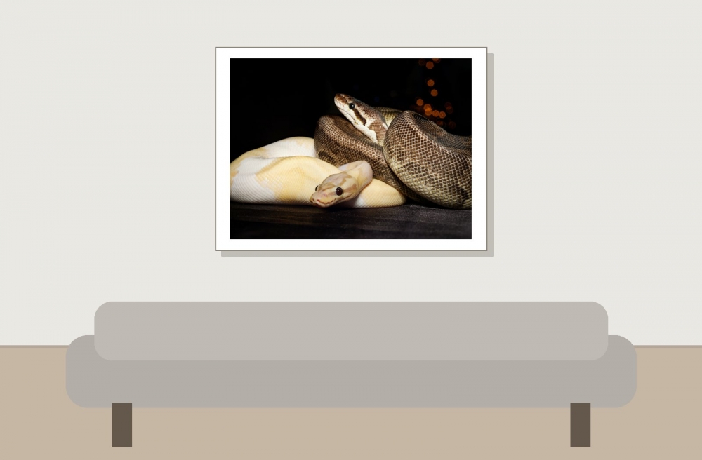 Piebald — 20251118-2025-11-15 — 40 × 30 cm