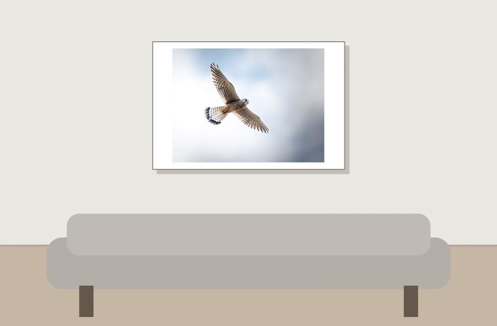 Falco Tinnunculus — Vergigny 