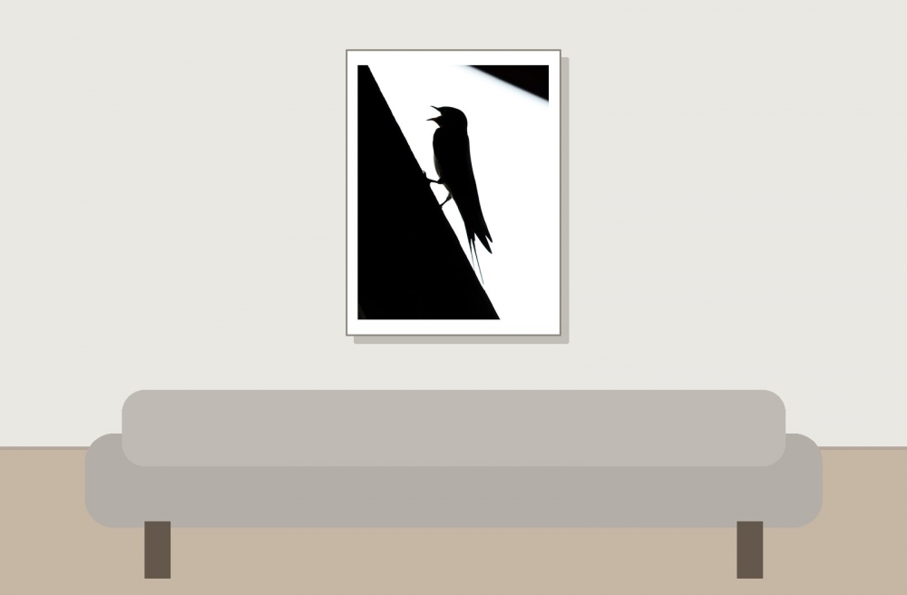 Hirundo Rustica — Rosnay — 30 × 40 cm