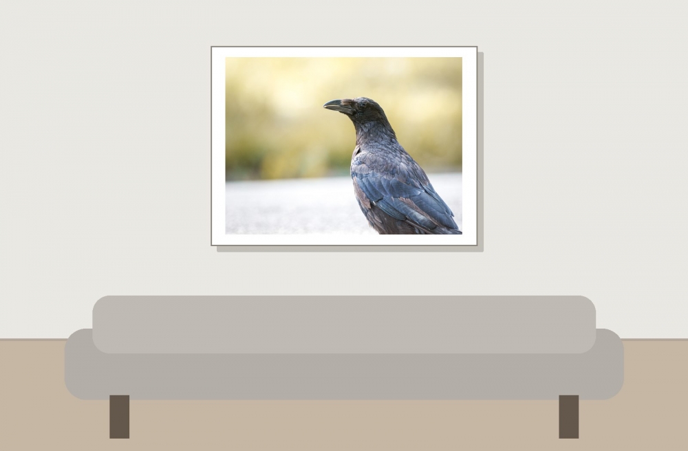 Corvus Corone — Bois de Boulognes — 40 × 30 cm