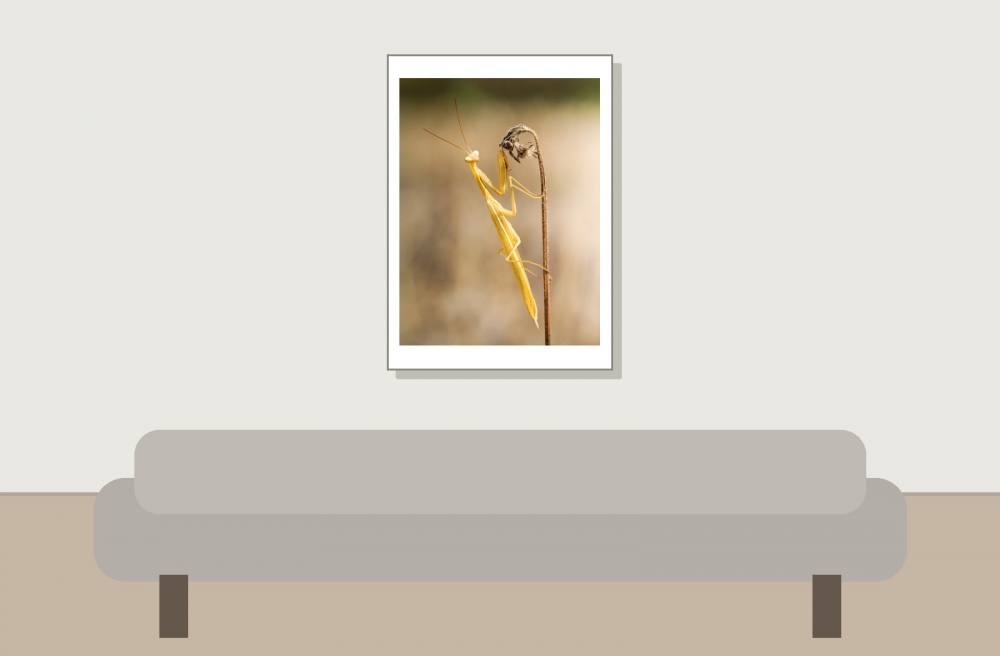European Praying Mantis in Venoy — 50 × 70 cm