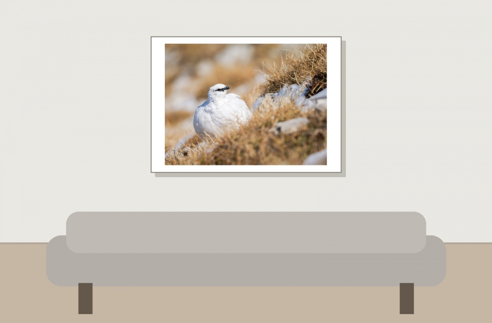 Lagopus Muta 125 — Saint-Agnan-en-Vercors — 70 × 50 cm