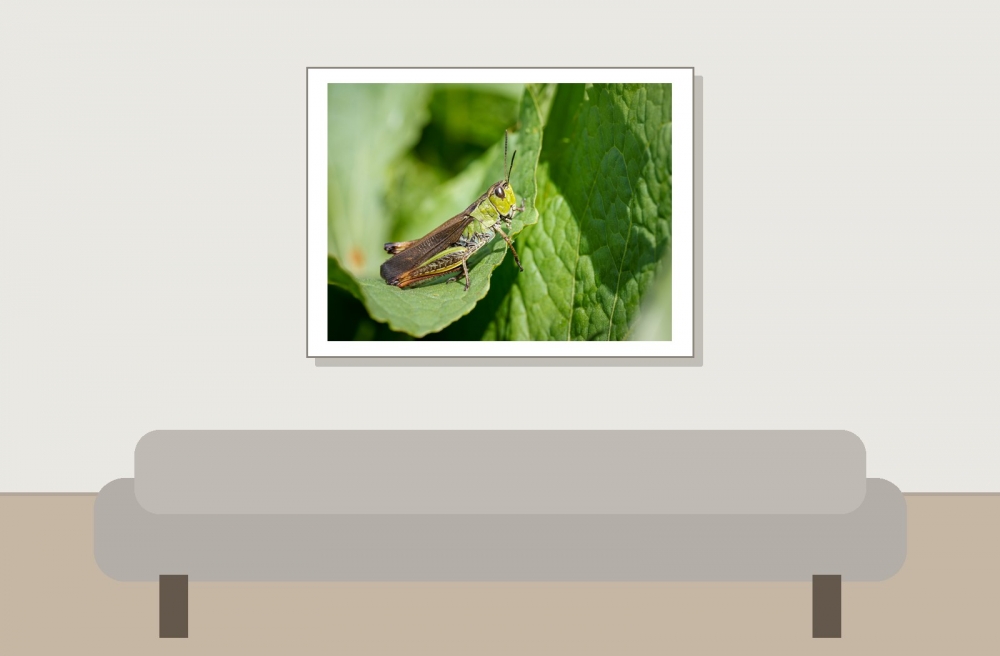 Stauroderus Scalaris — 20250811 — 40 × 30 cm