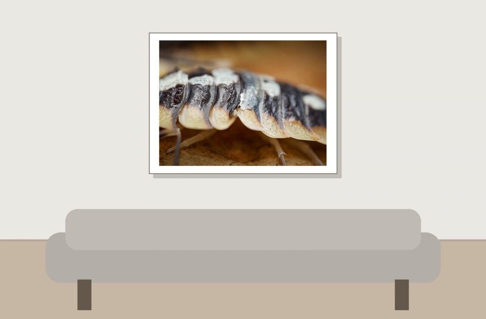 Porcellio Expansus — 40 × 30 cm