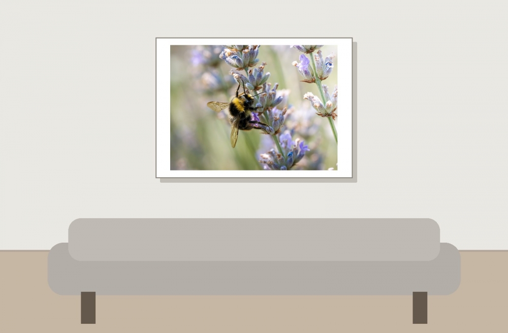 Bombus Pratorum — Venoy — 70 × 50 cm