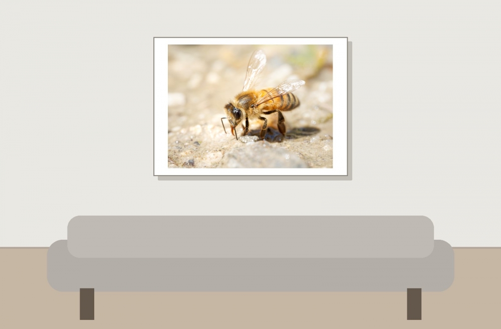 Apis Mellifera — 20250812 — 70 × 50 cm