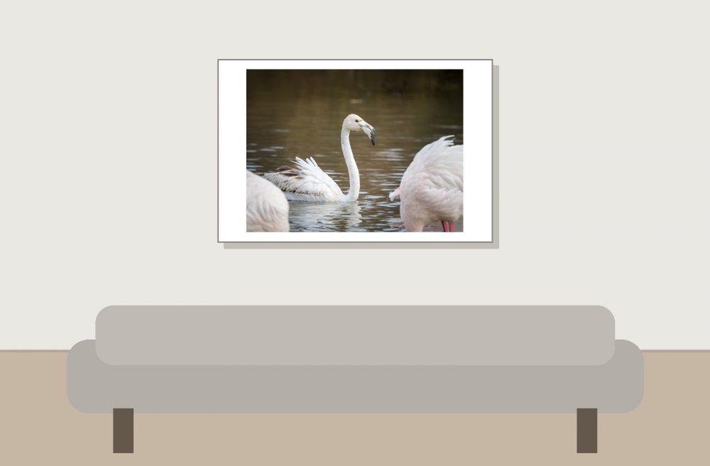 Phoenicopterus Roseus — 20251201 — 60 × 40 cm
