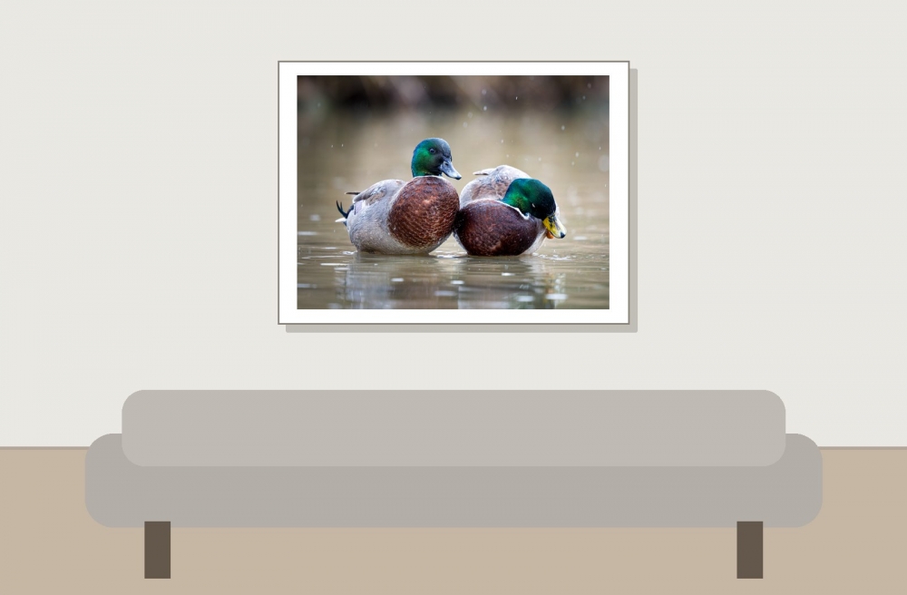 Anatidae Indet — 20251201 — 40 × 30 cm