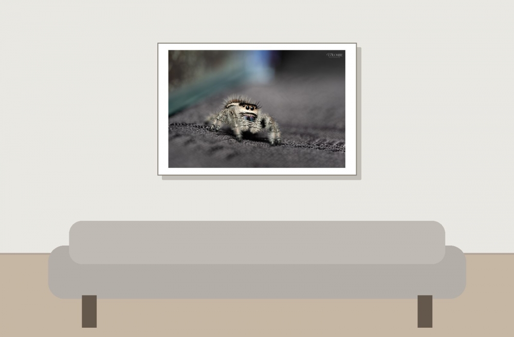 20250124,25 Brienne Phidippus Regius North Florida — 60 × 40 cm