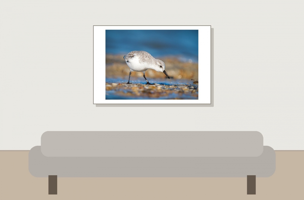 Calidris Alba — 20251205 — 60 × 40 cm