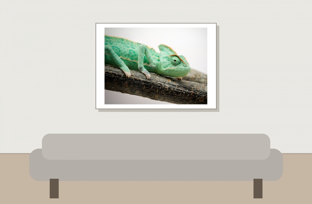 Calyptratus — 20251115-2025-11-15 — 70 × 50 cm