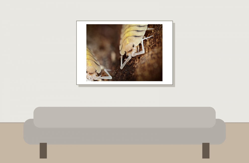 Porcellio Bolivari — 60 × 40 cm