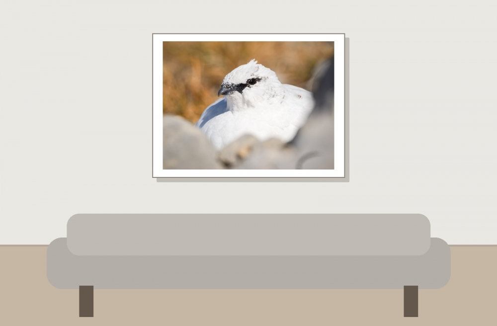 Lagopus Muta 196 — Saint-Agnan-en-Vercors — 40 × 30 cm