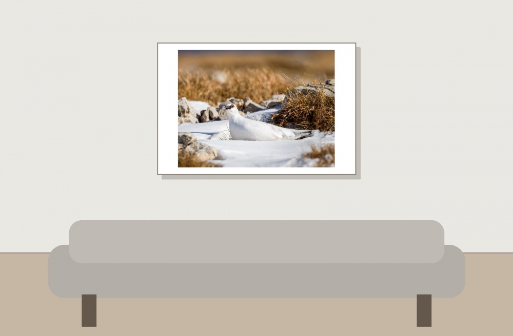 Lagopus Muta 163 — Saint-Agnan-en-Vercors — 60 × 40 cm