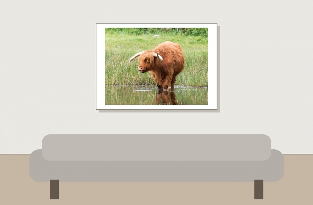 Boeuf Highland & Ardea Ibi — 20250518 — 70 × 50 cm