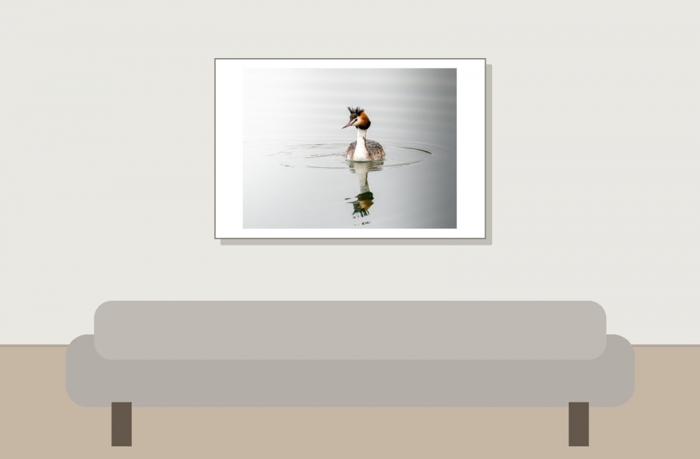 Podiceps Cristatus — Congis-sur-Thérouanne 