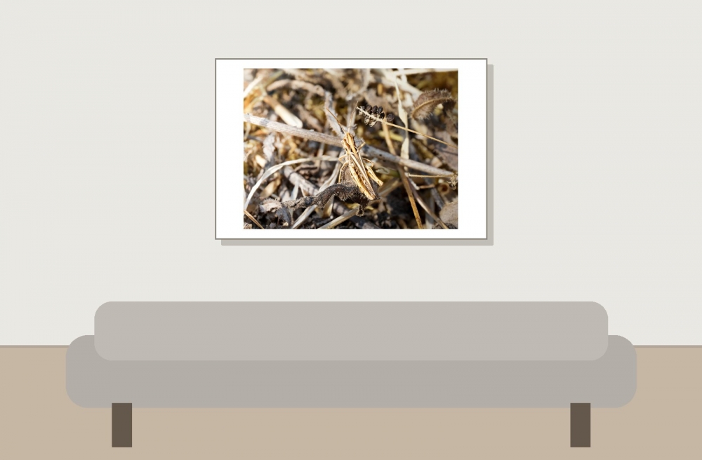 Chorthippus Biguttulus Group — Venoy — 60 × 40 cm