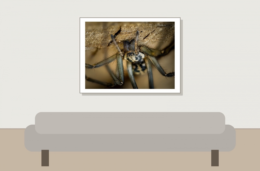 Eratigena Spec — Mézières-en-Brenne — 40 × 30 cm