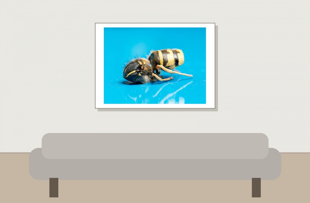Vespula Vulgaris — 20250521 — 70 × 50 cm
