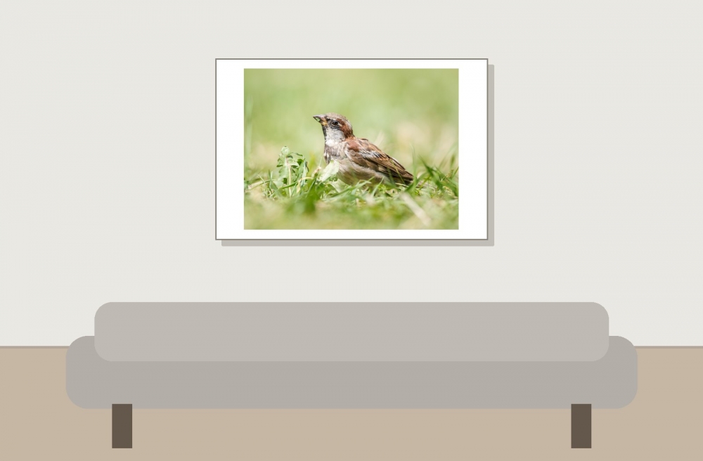 House Sparrow in 20250812 — 60 × 40 cm