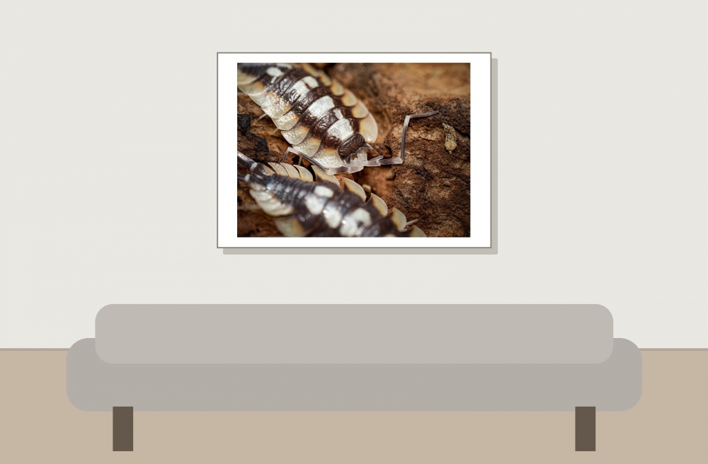 Porcellio Expansus — 70 × 50 cm