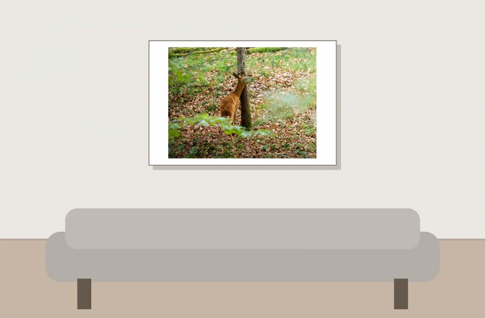 Capreolus Capreolus — Les Planches-en-Montagne — 60 × 40 cm