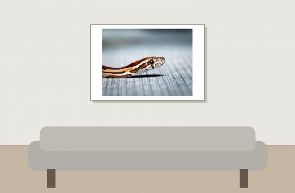 Pantherophis Guttatus — 20251115-2025-11-15 — 60 × 40 cm