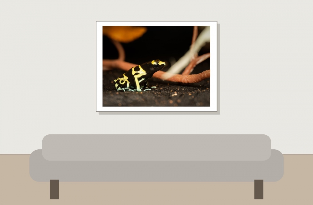 Dendrobates Leucomelas — 20251115-2025-11-15 — 40 × 30 cm