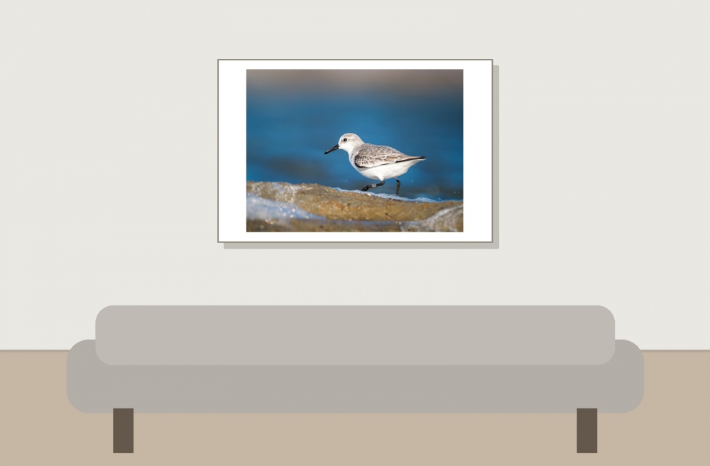 Calidris Alba — 20251205 — 60 × 40 cm
