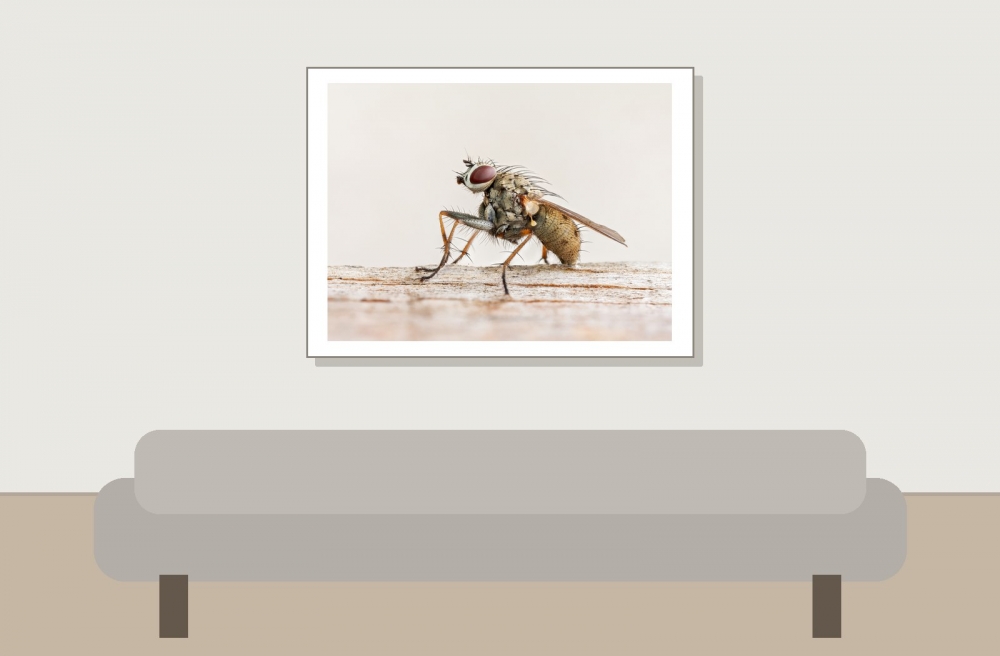 Coenosia Tigrina — 20250720 — 40 × 30 cm