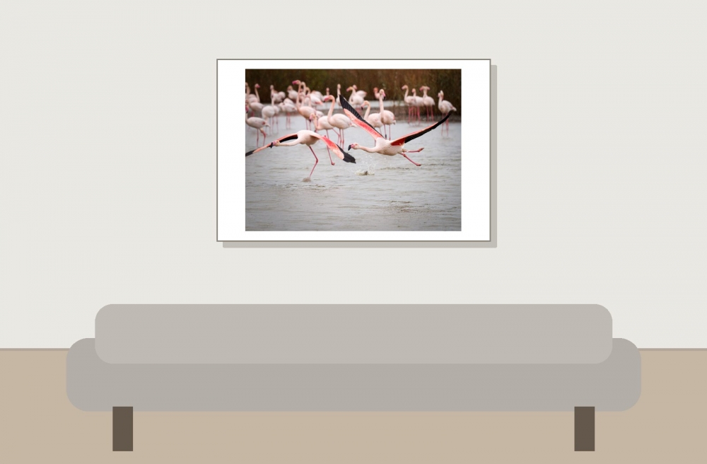 Phoenicopterus Roseus — 20251201 — 60 × 40 cm