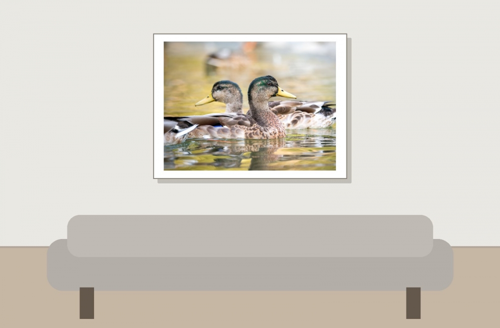Anas Platyrhynchos — Bois de Boulognes — 40 × 30 cm