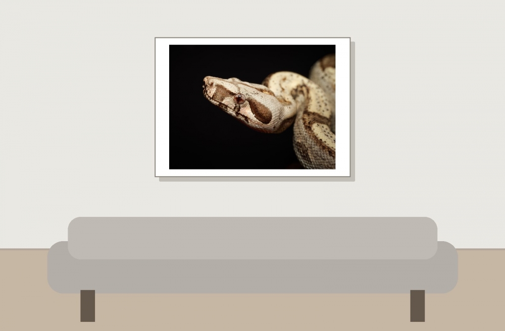 Boa Constrictor Operator — 20251115-2025-11-15 — 70 × 50 cm