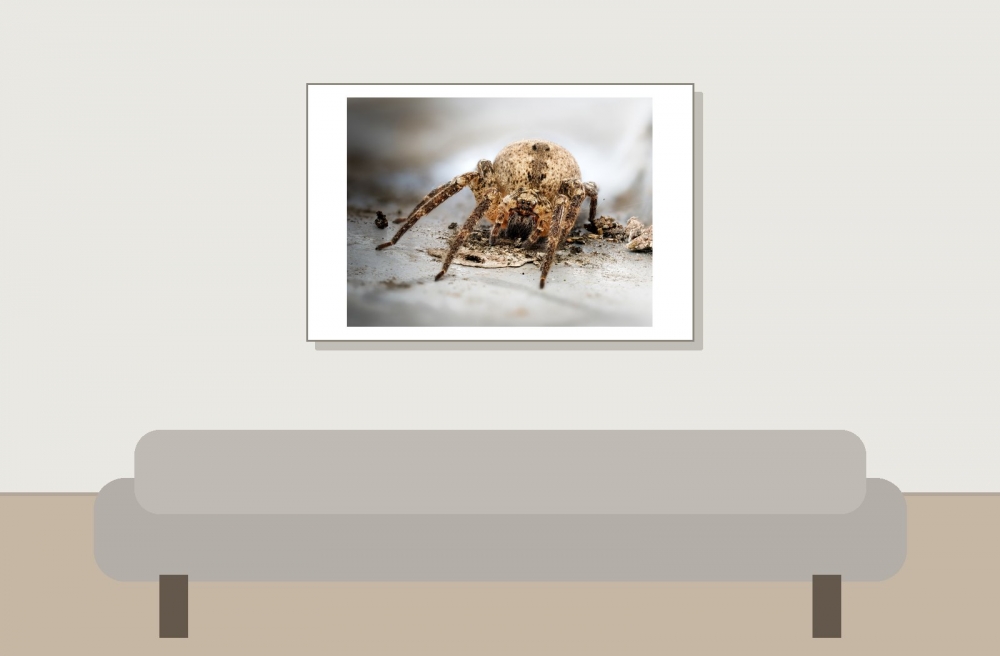Zoropsis Spinimana — Joigny 