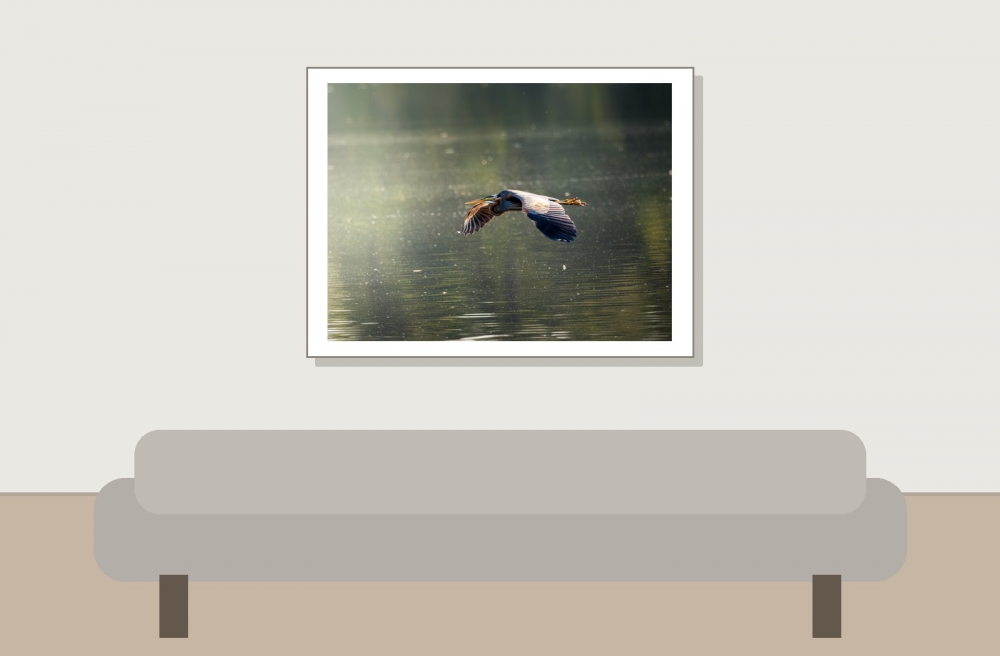 Ardea Purpurea — Mézières-en-Brenne — 40 × 30 cm