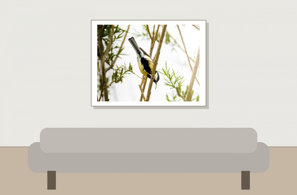 Parus Major — Congis-sur-Thérouanne 
