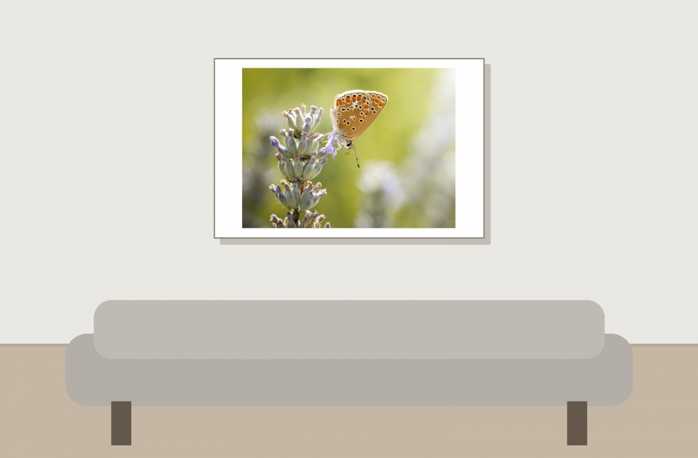 Common Blue Butterfly in Cheny — 60 × 40 cm