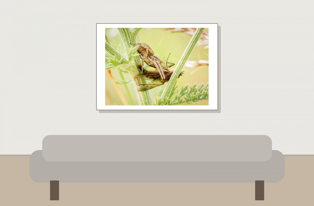 Xysticus Spec — 20250812 — 70 × 50 cm