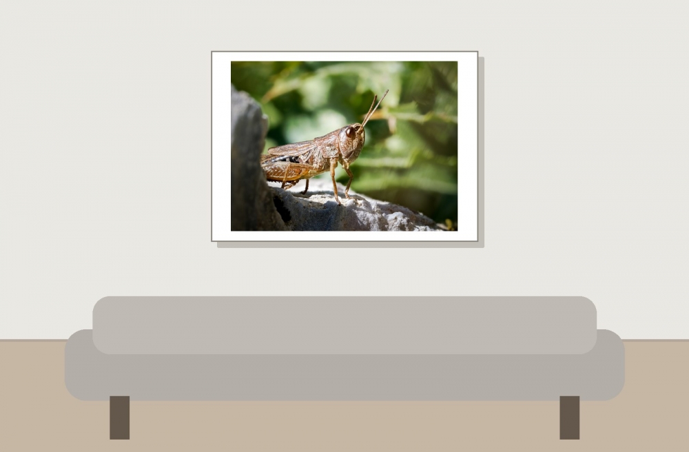 Pseudochorthippus Parallelus — 20250811 — 70 × 50 cm