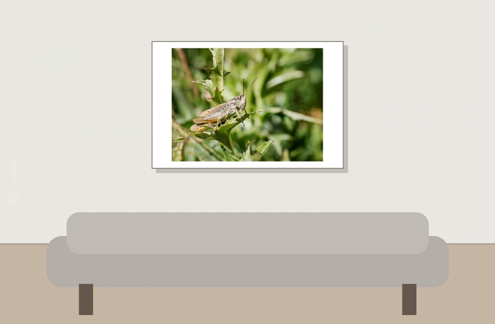 Chorthippus Apricarius — 20250811 — 60 × 40 cm