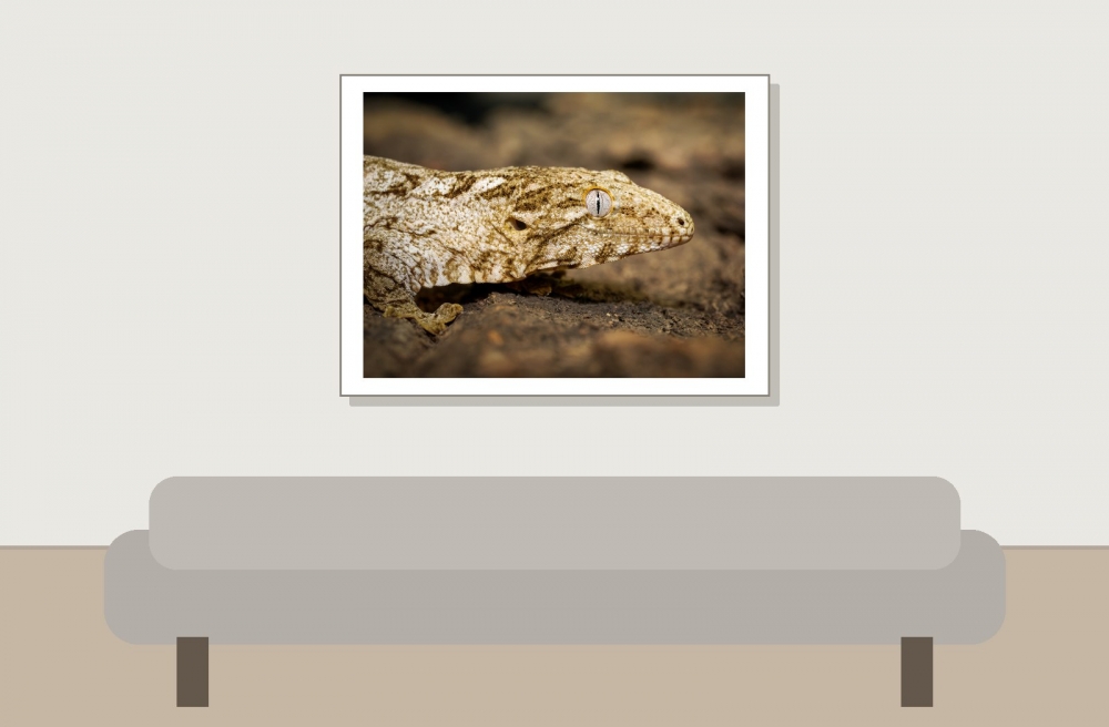 Rhacodactylus Auriculatus — 20251115-2025-11-15 — 40 × 30 cm