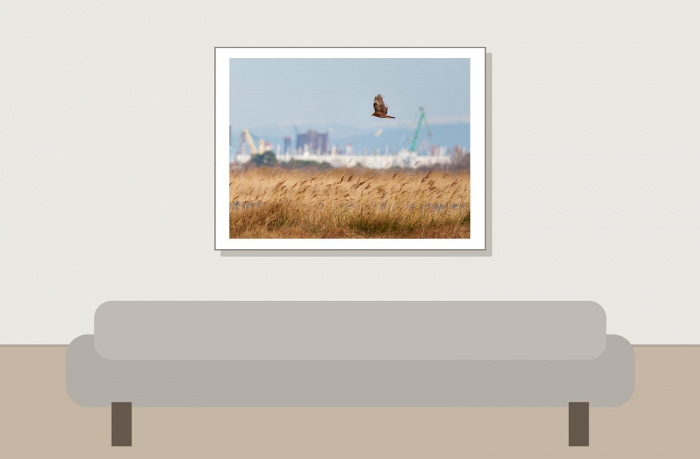 Circus Aeruginosus — 20251205 — 40 × 30 cm