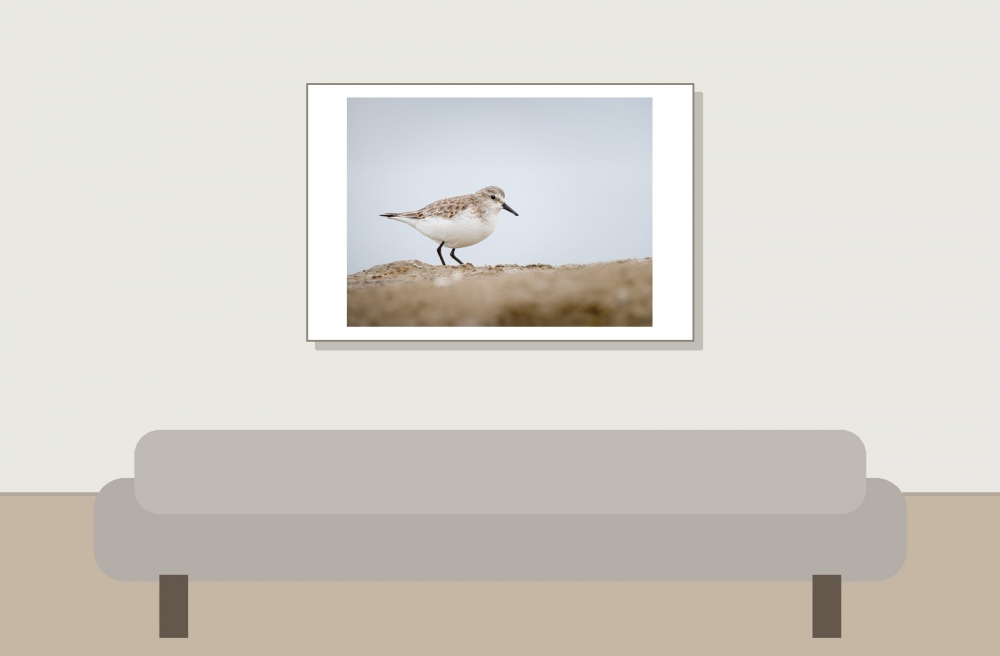 Calidris Minuta — 20251204 — 60 × 40 cm