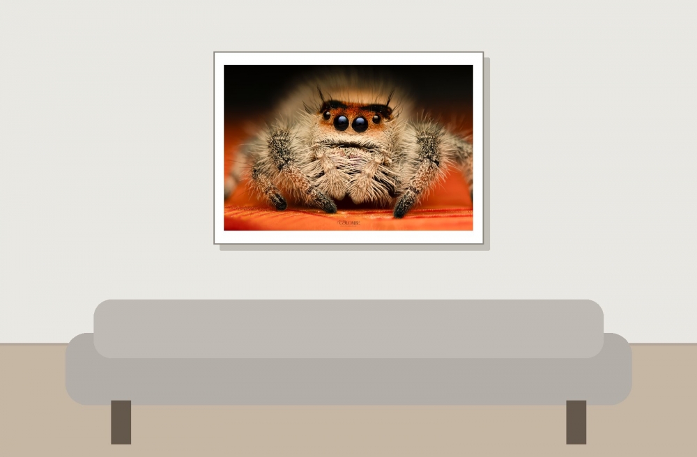 20250124,25 Abaddon Phidippus Regius Florida — 70 × 50 cm