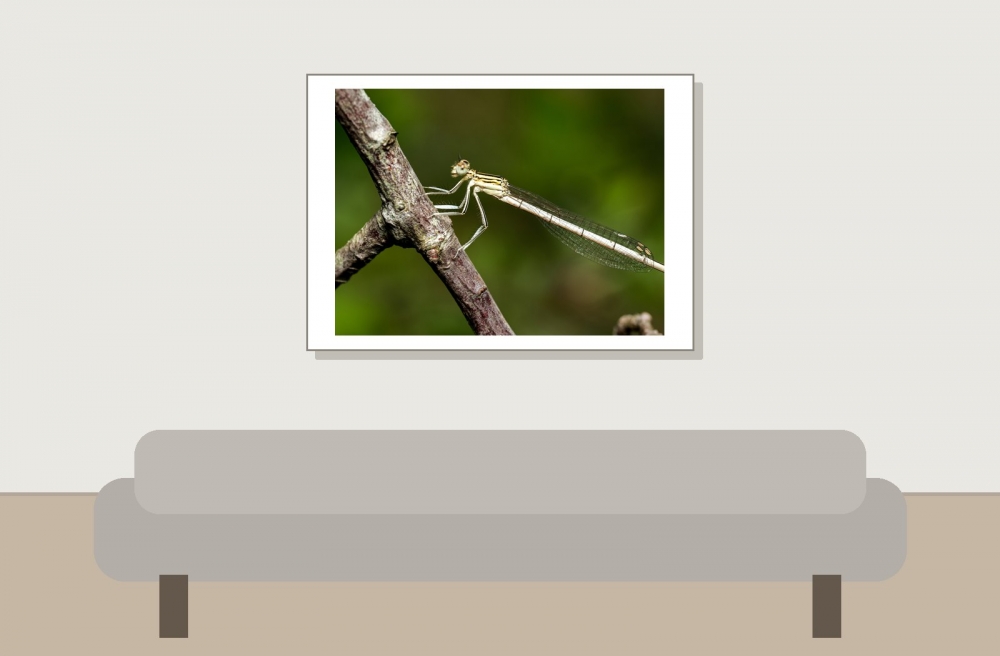 Platycnemis Pennipes — 20250722 — 70 × 50 cm