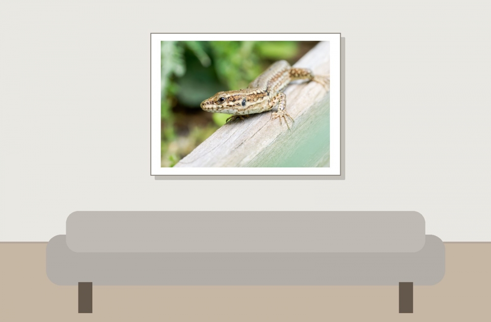 Podarcis Muralis — 20250521 — 40 × 30 cm