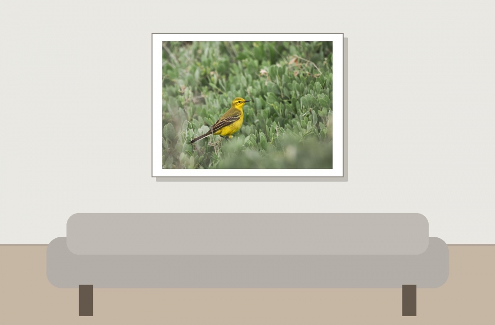 Motacilla Flava Flavissima — 20250518 — 40 × 30 cm